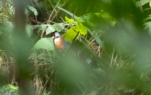 Scale-feathered Malkoha (Dasylophus cumingi), photo 3