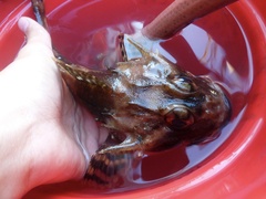 Myoxocephalus octodecemspinosus