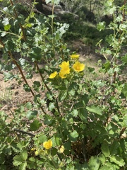 Potentilla subjuga