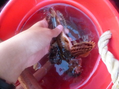 Myoxocephalus octodecemspinosus