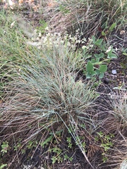 Festuca valesiaca