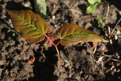 Acer mandshuricum