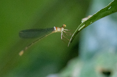 Igneocnemis odobeni