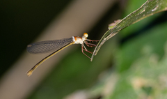 Igneocnemis odobeni