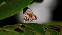 Catapaecilma major