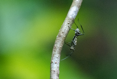 Polyrhachis sexspinosa