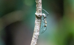 Polyrhachis sexspinosa
