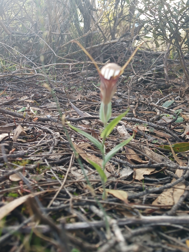 Pterostylis hamiltonii