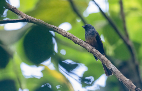 Blue-headed Fantail (Rhipidura cyaniceps), photo 10
