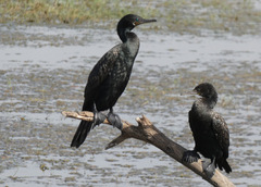 Phalacrocorax fuscicollis