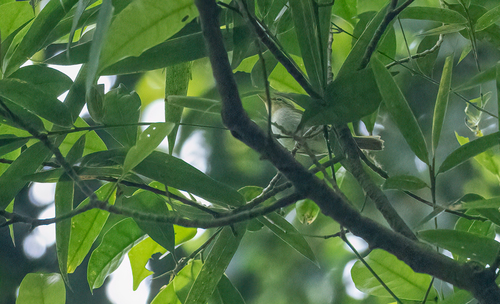 Lemon-throated Leaf Warbler (Phylloscopus cebuensis), photo 7