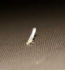 Argyresthia subreticulata