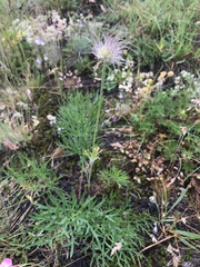 Pulsatilla montana