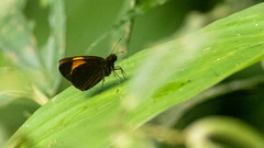 Koruthaialos rubecula