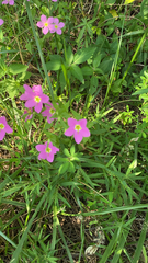 Sabatia campestris