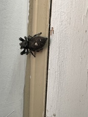 Phidippus audax