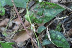 Zeuxippa formosa