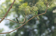 Merops americanus
