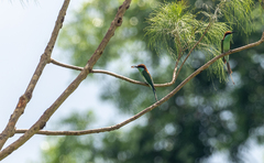 Merops americanus