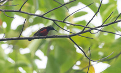Leptocoma sperata