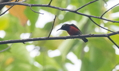 Leptocoma sperata