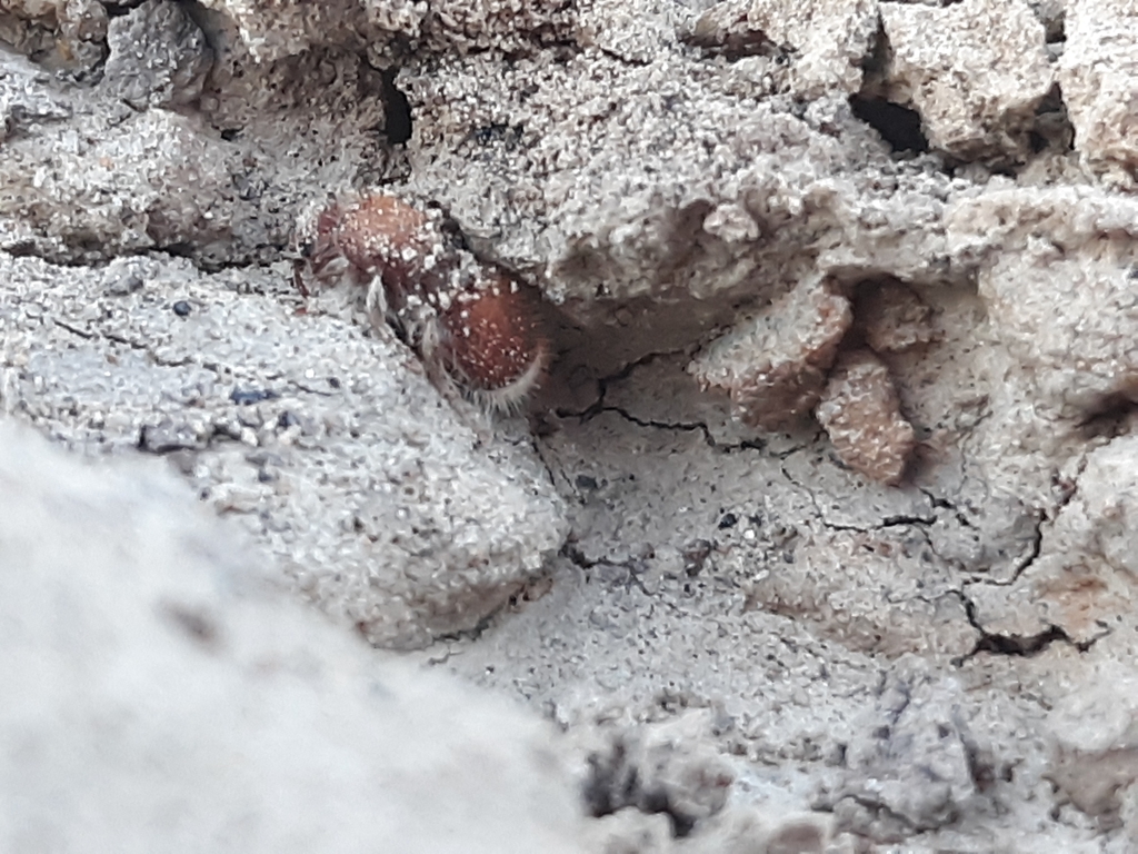 Odontophotopsis melicausa