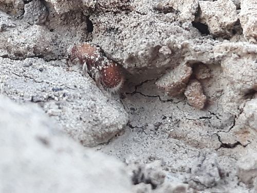 Odontophotopsis melicausa
