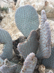 Opuntia basilaris basilaris