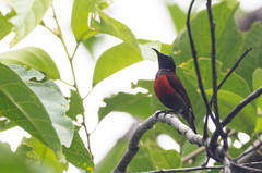 Leptocoma sperata