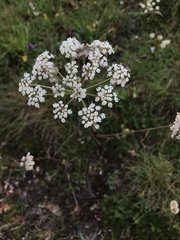 Peucedanum oreoselinum
