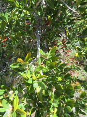 Cercocarpus ledifolius