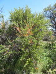 Cercocarpus ledifolius