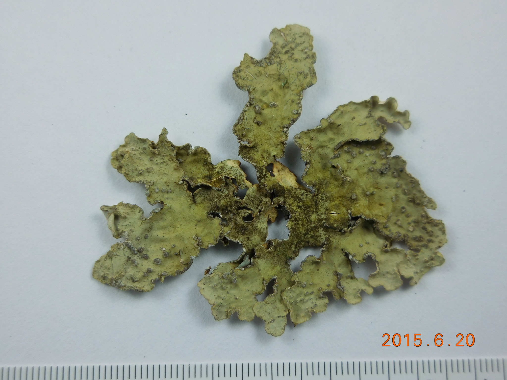 Lobaria image