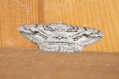 Stenoporpia excelsaria