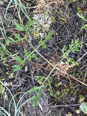 Peucedanum oreoselinum