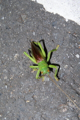 Eugryllacris cylindrigera