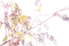 Synallaxis frontalis