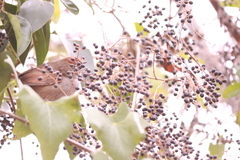 Synallaxis frontalis