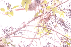 Synallaxis frontalis