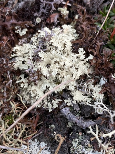 Crinkled Snow Lichen (Flavocetraria nivalis)
