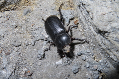 Eophileurus chinensis