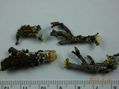 Melanohalea subolivacea