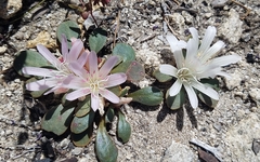 Lewisia kelloggii kelloggii