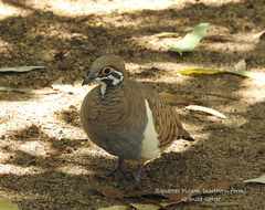 Geophaps scripta peninsulae