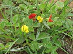 Argyrolobium pauciflorum