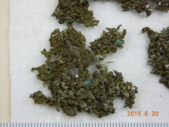 Montanelia disjuncta