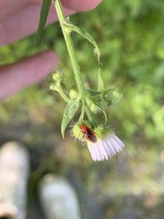 Tropidosteptes cardinalis