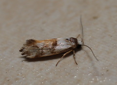 Machaeritis lechriomochla
