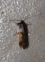 Machaeritis lechriomochla