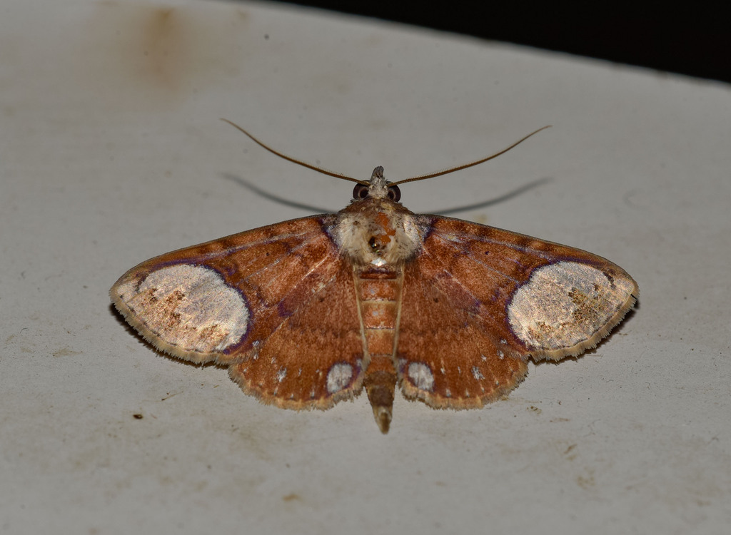 Antiblemma neptis